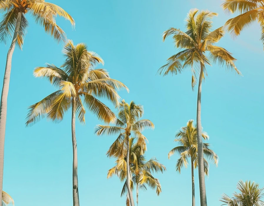 Palm Trees Lightning Protection