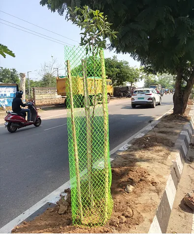 Trees for Urban Lives