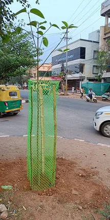 Trees for the Sacred Land of Lord Jagannath
