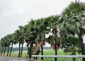 Lightning Guard: Palm Plantation for Parikud