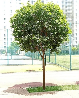 Kadam Tree