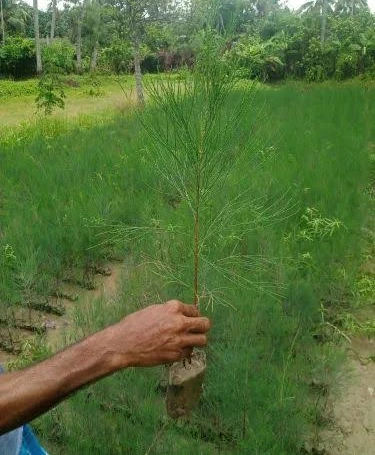 Jhau Tree