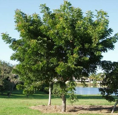 Neem Tree